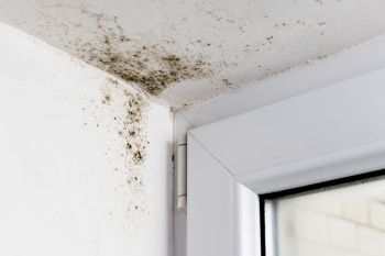 Mold Remediation in Chevy Chase, Maryland by Pure Works Cleaning Service