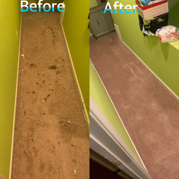 Carpet Stain Removal